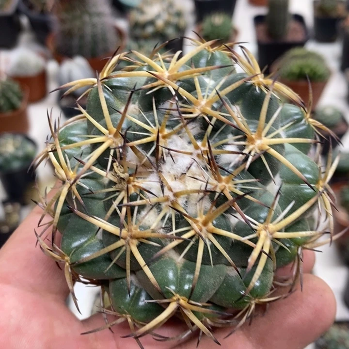 实生天丝象牙特价