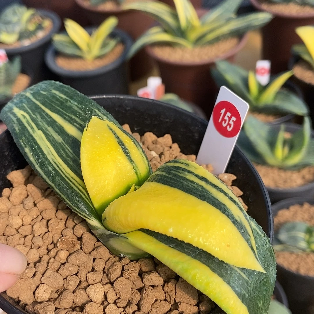 石***155卧牛实生锦带盆发货h