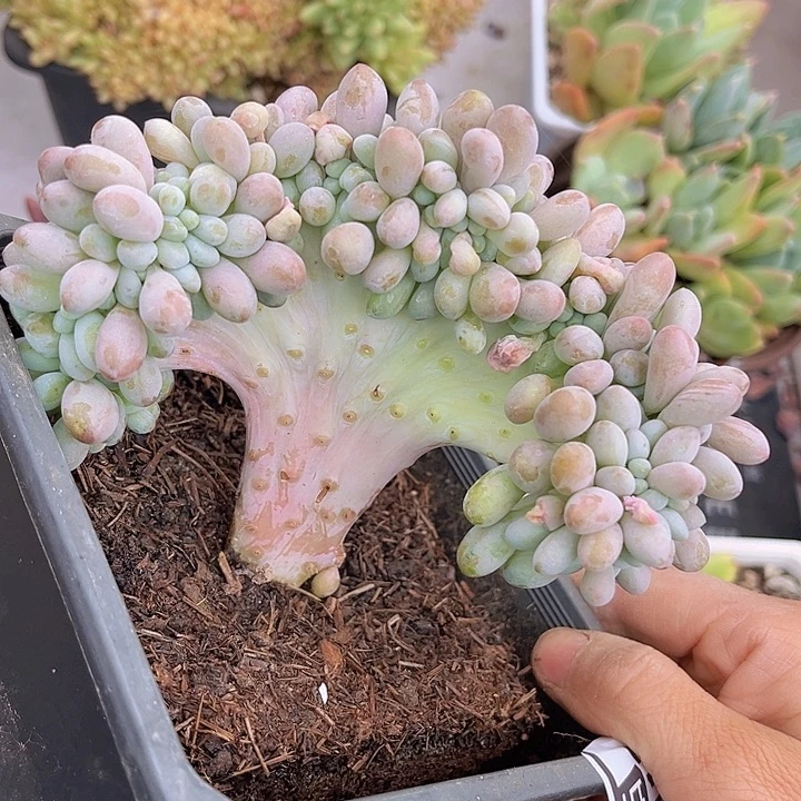 粉恋缀09117多肉植物