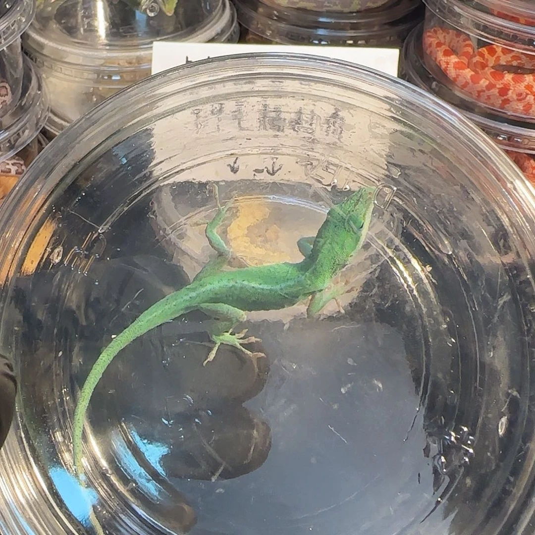 安乐蜥009090999999