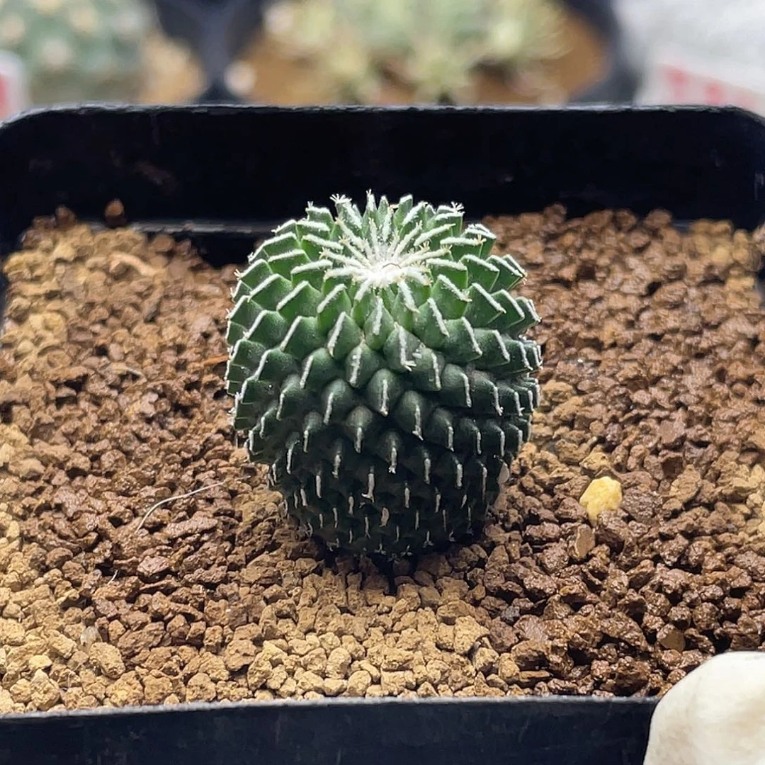 实生刺缀精巧殿仙人球