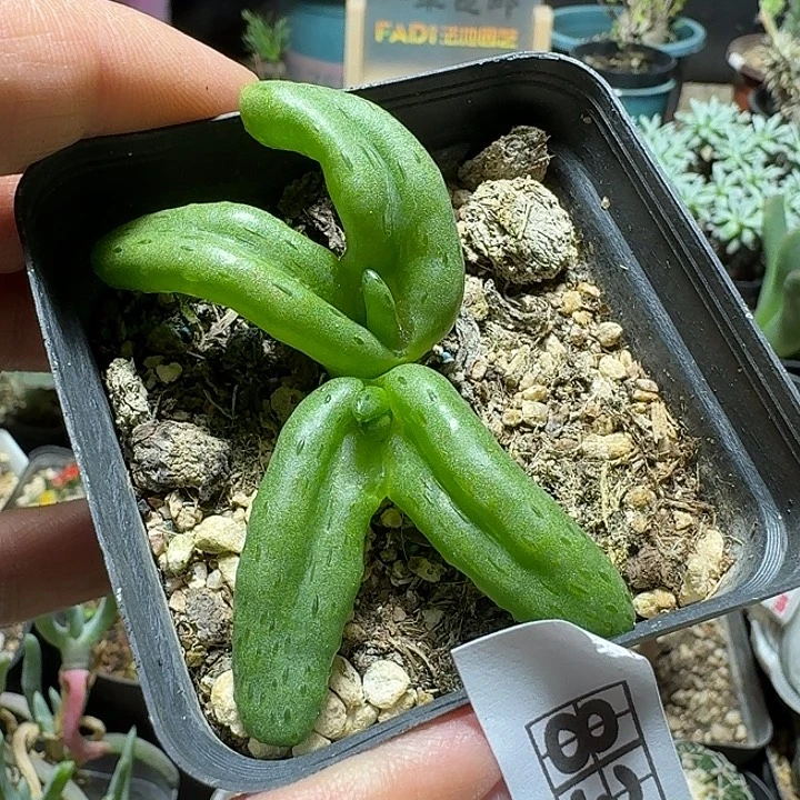 835怪奇玉脱土发货实生
