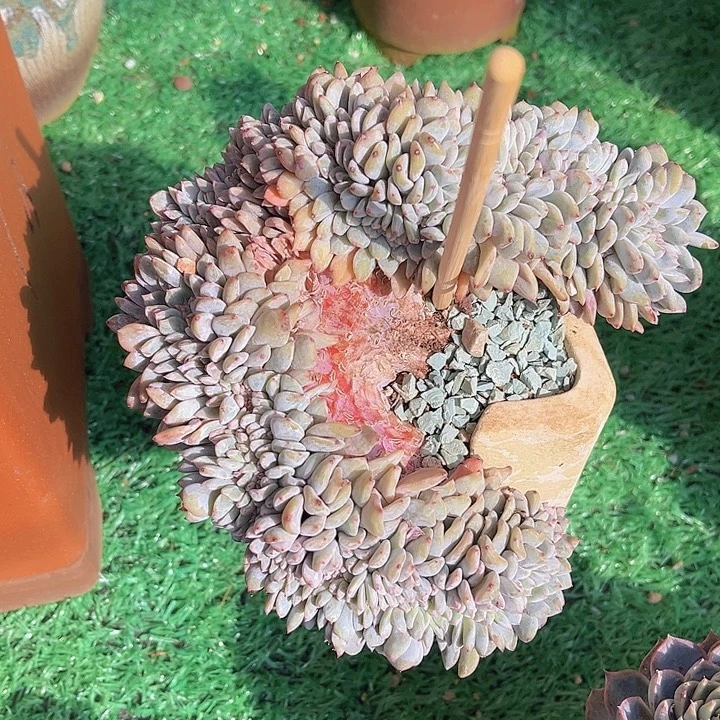 星影缀1665多肉植物