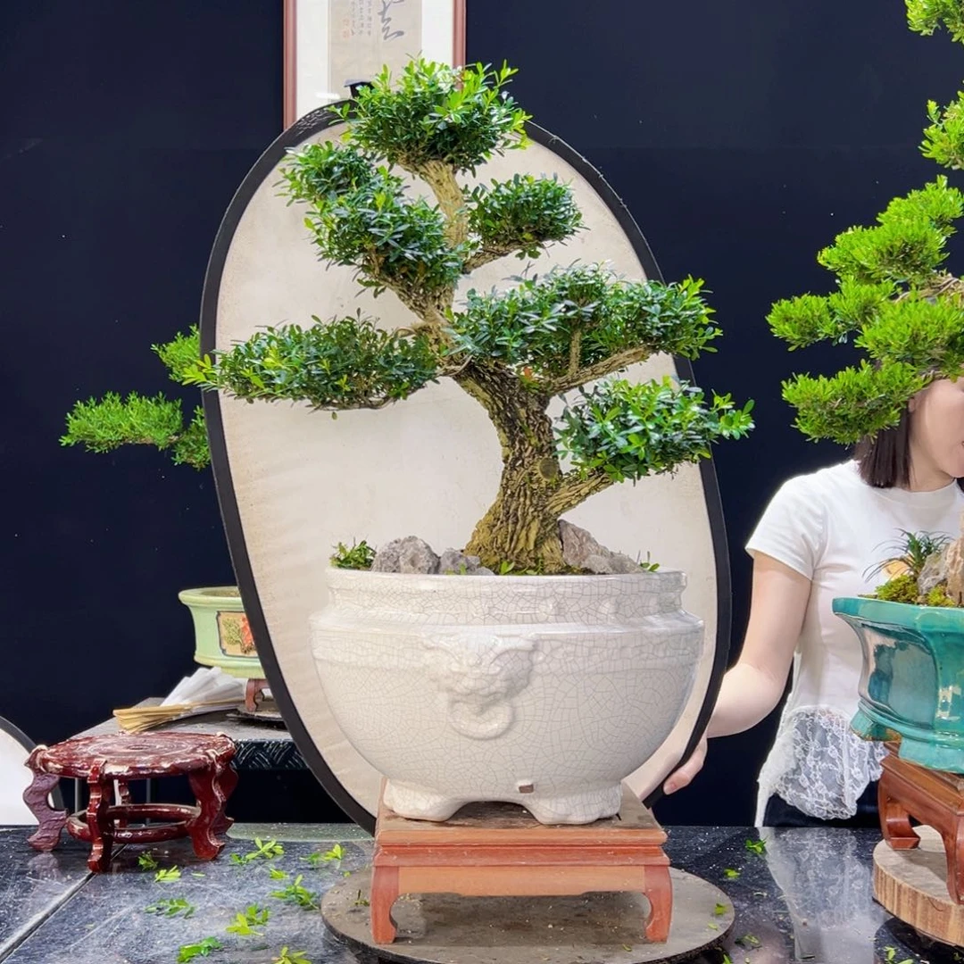 无花朵黄杨盆景老桩四季常青