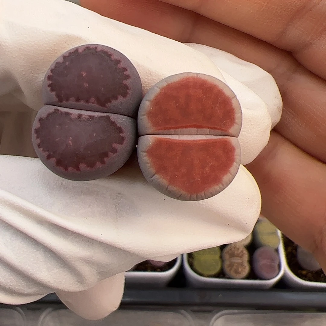 生石花多肉2棵一手