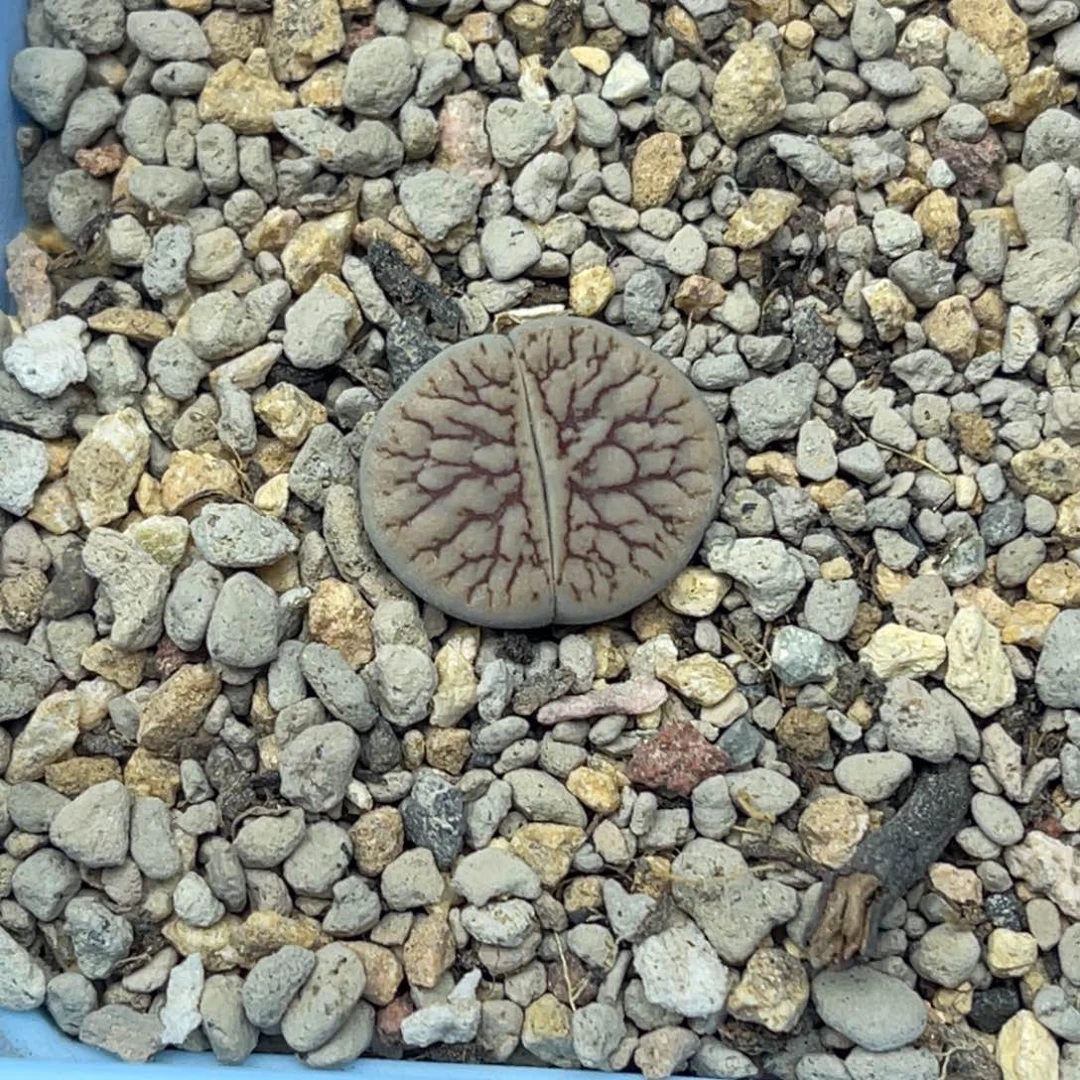 4272线招福一颗。