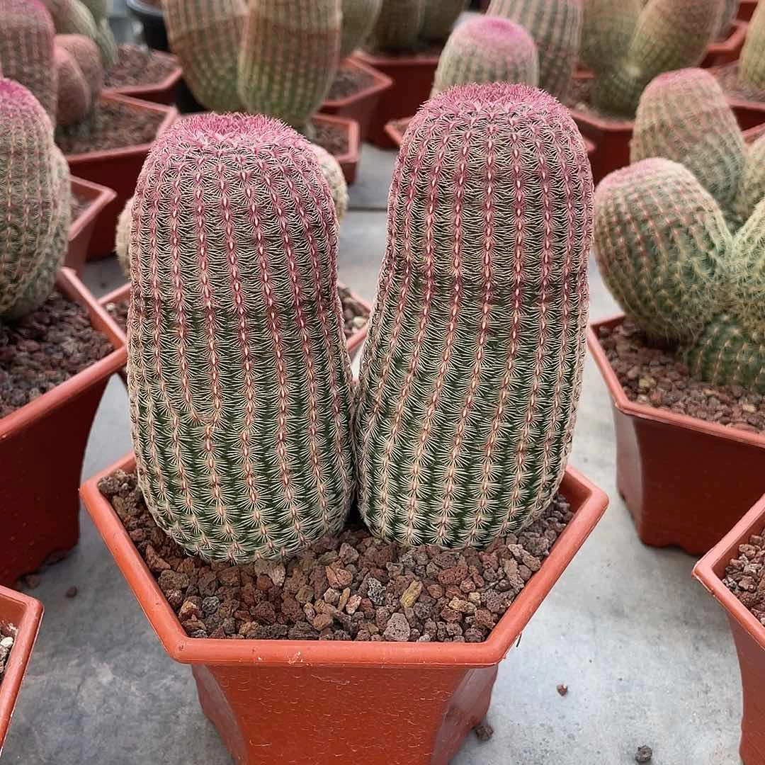 仙人球红太阳漂亮带盆发