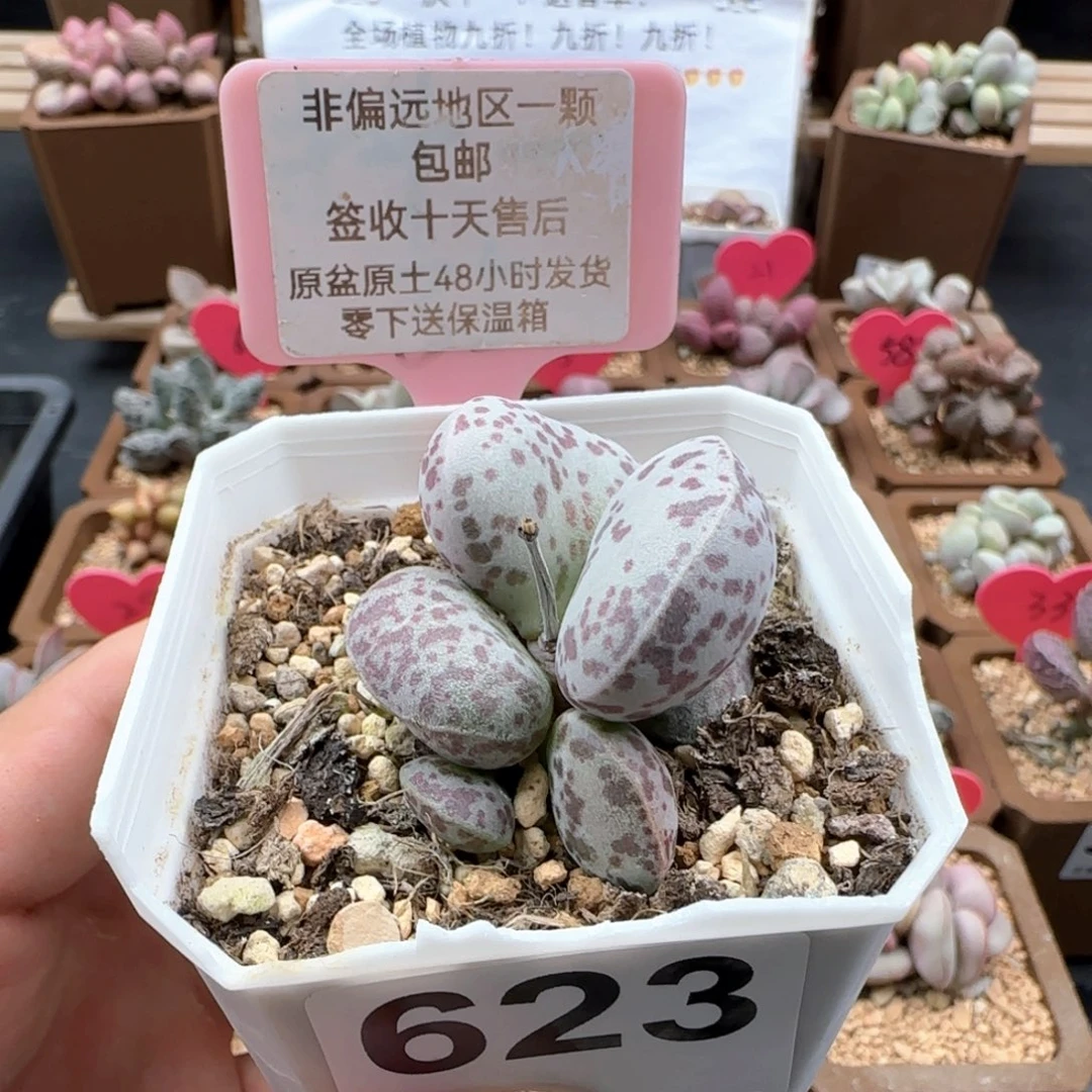 623巨型花蛋多肉植物