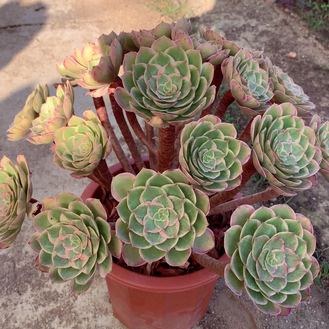 莲花座,多肉植物的