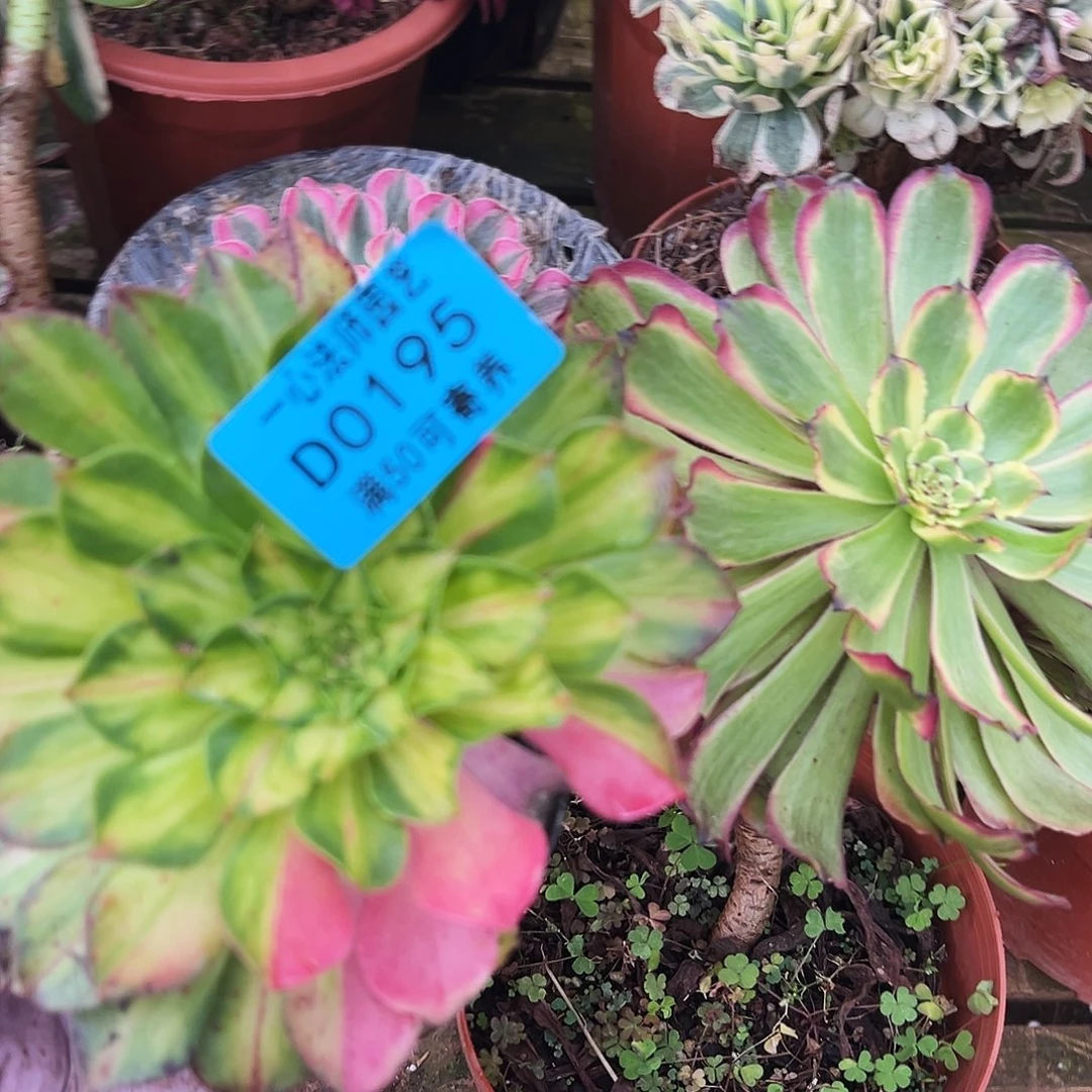 0195多肉植物知否