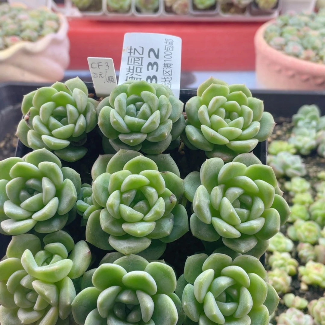 财富3量拍一份3颗332