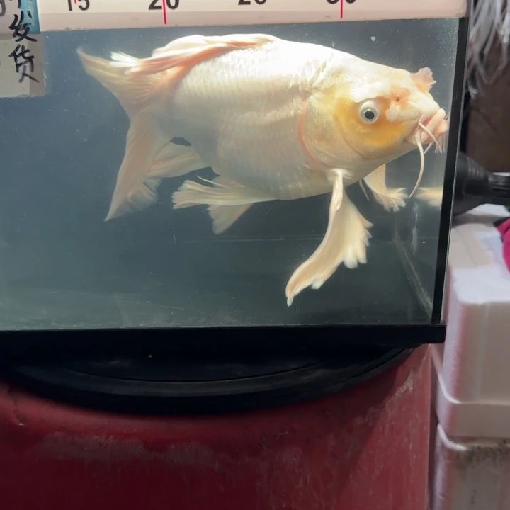 海水鱼蝴蝶鲤158元