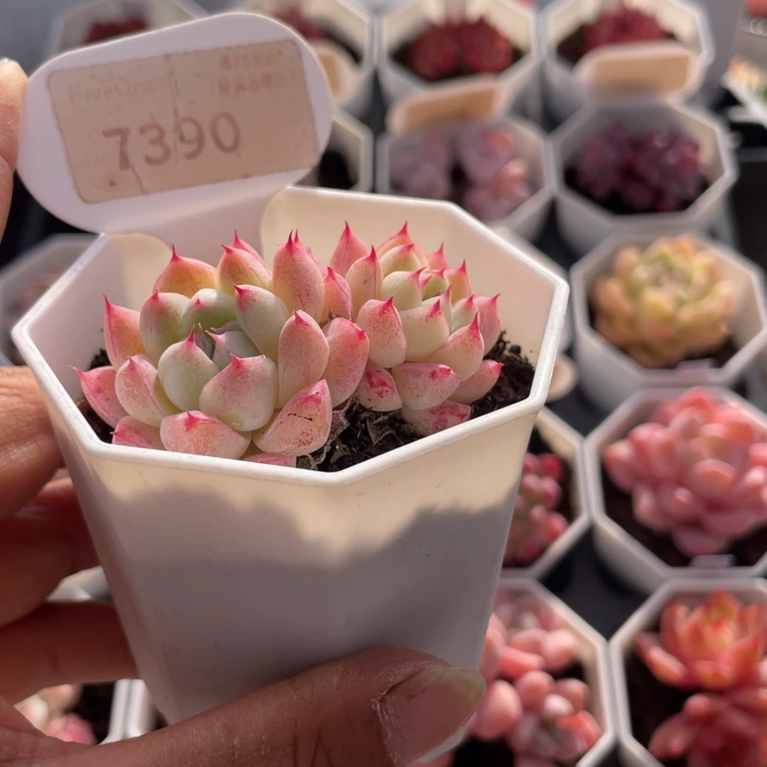 如梦令7390-5.5厘米