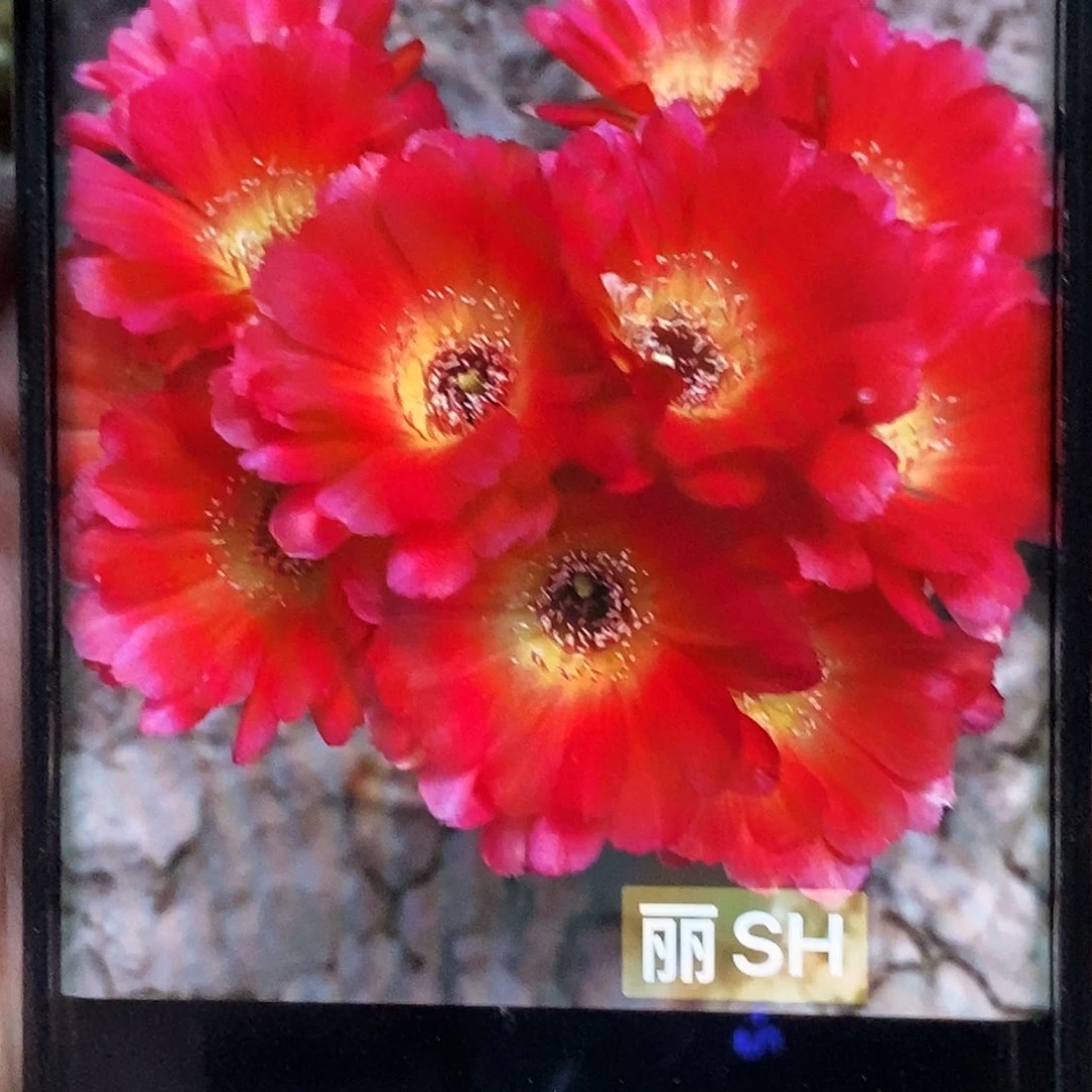 丽 SH 侧芽歪20包邮/4公分