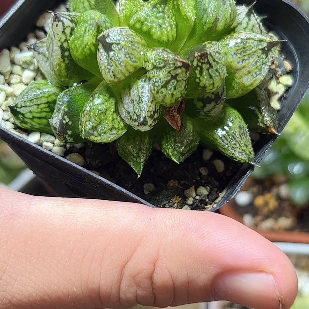 皇妃变异群十二卷多肉植物
