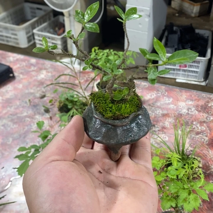 M*退款拉黑一物一拍374