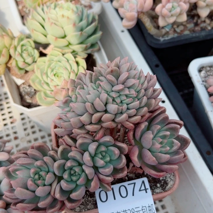 幸运儿是一位非常优秀且