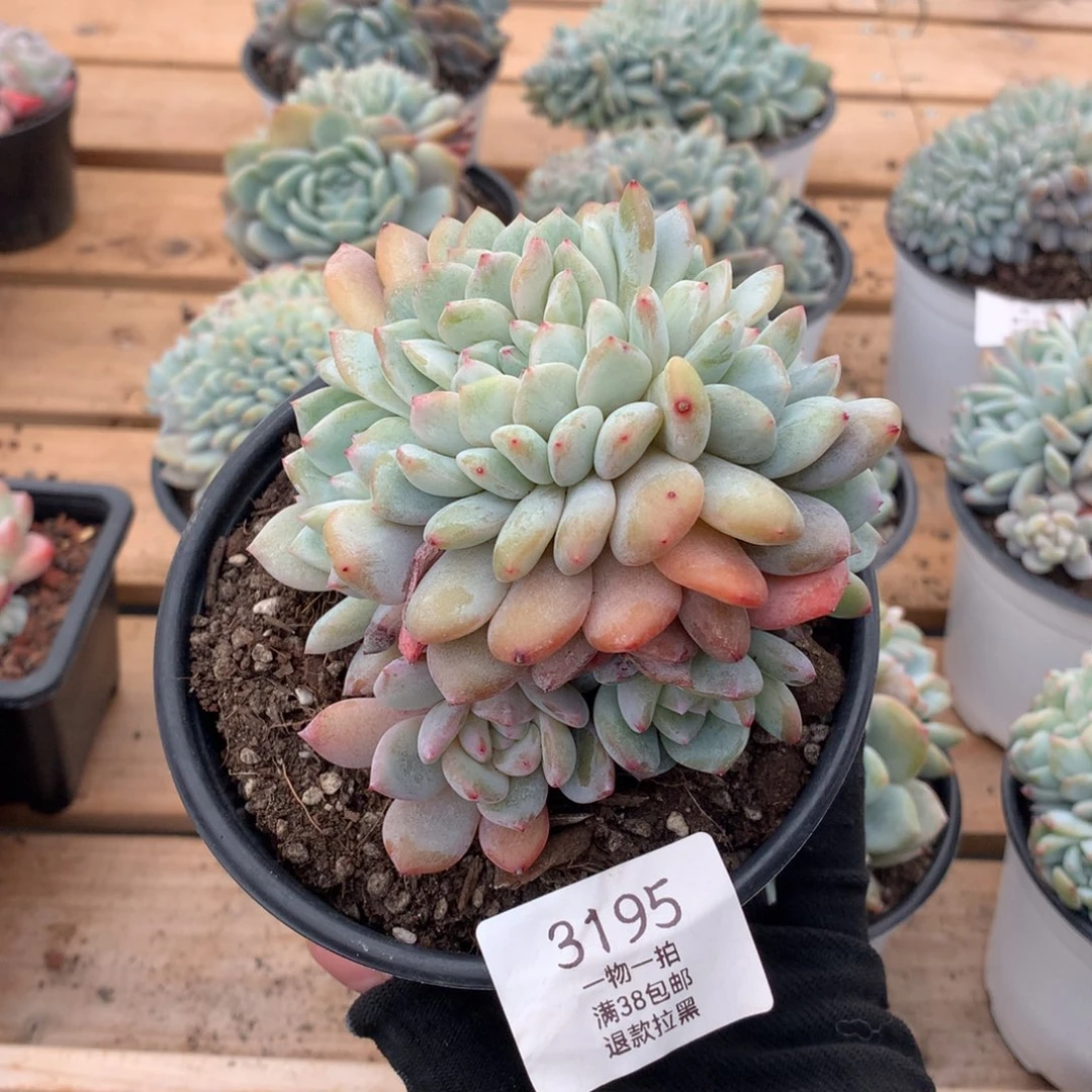 11厘米胸花星影缀3195