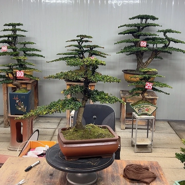 无花朵红芽珍珠罗汉松