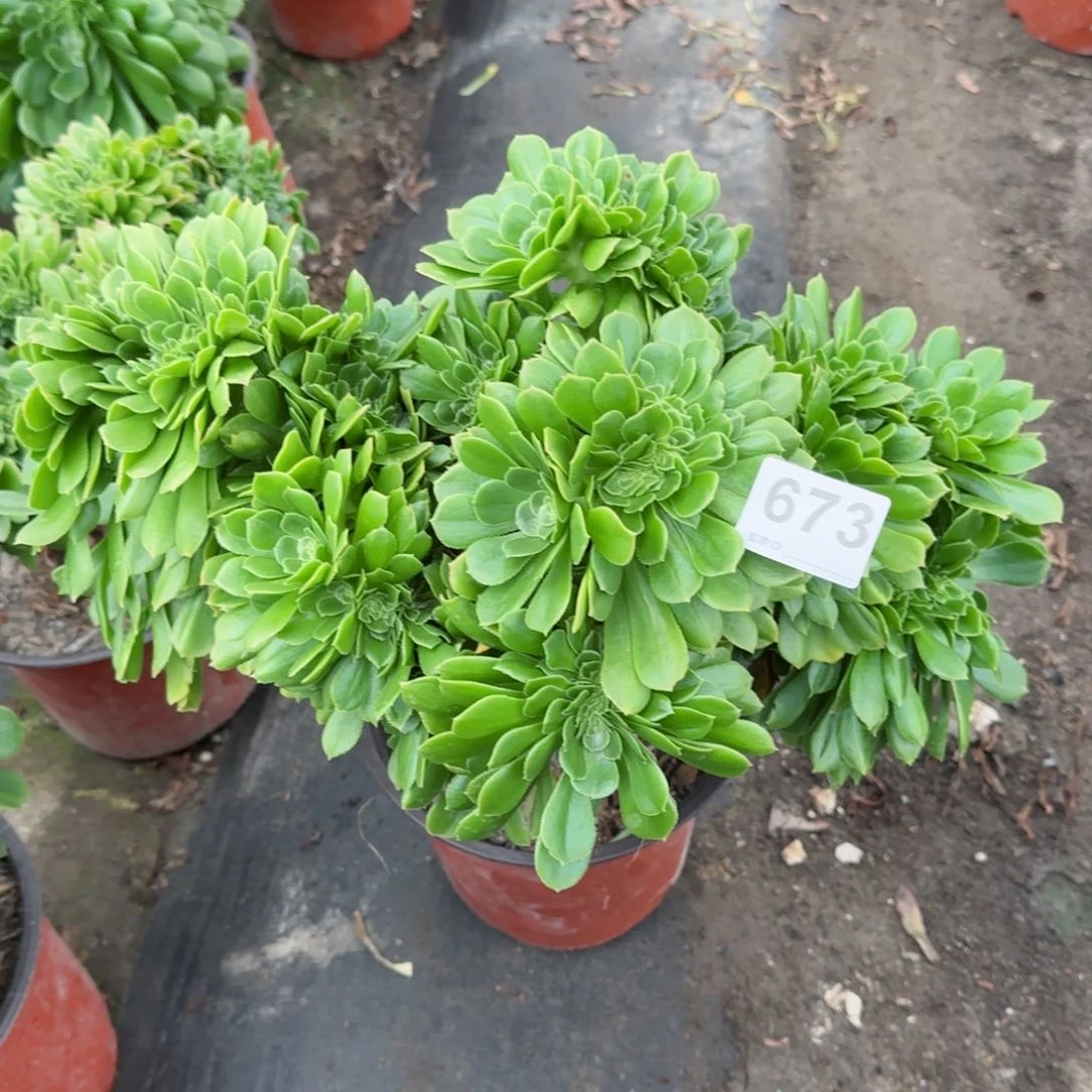 七*673多肉植物绿缀