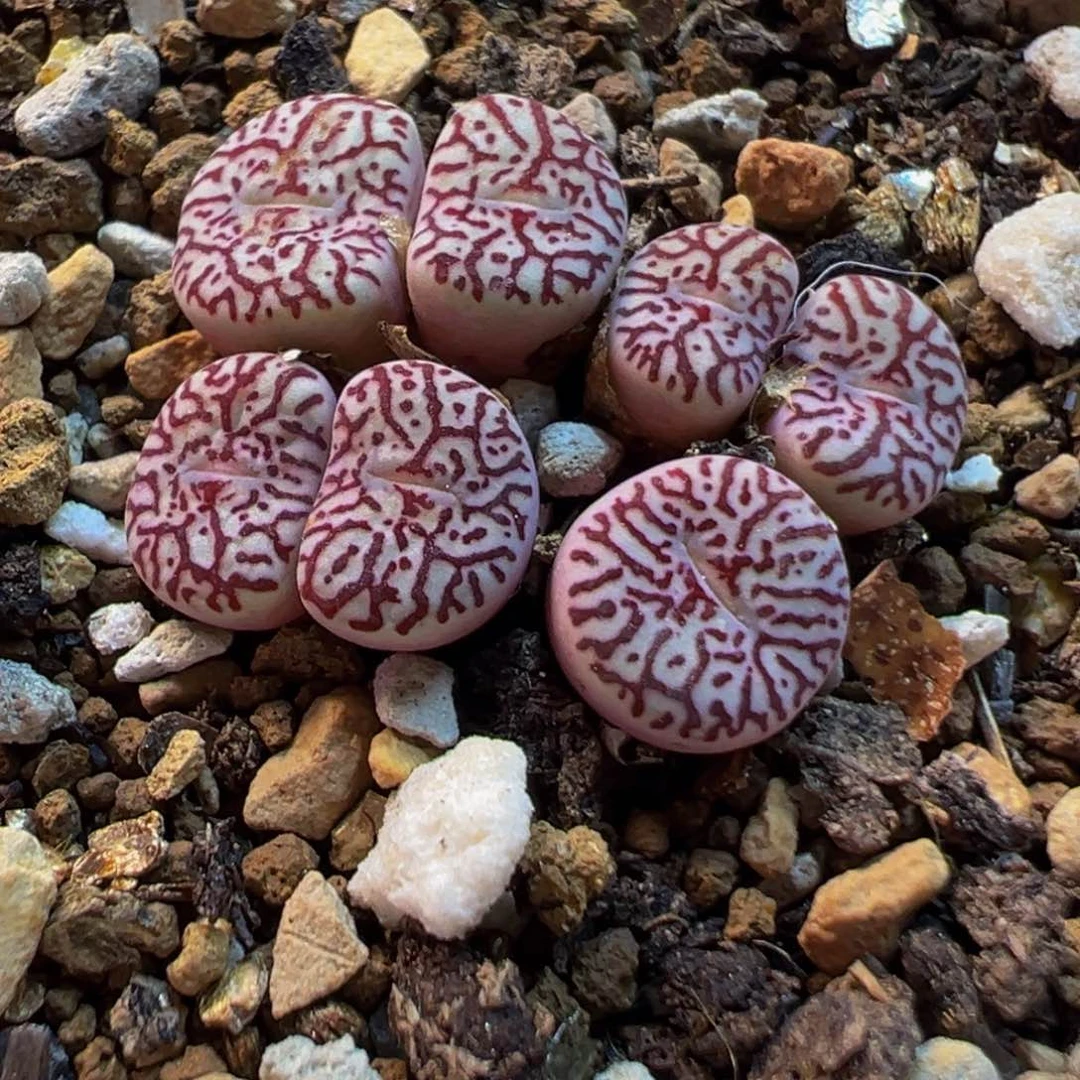 752多肉植物种类多样