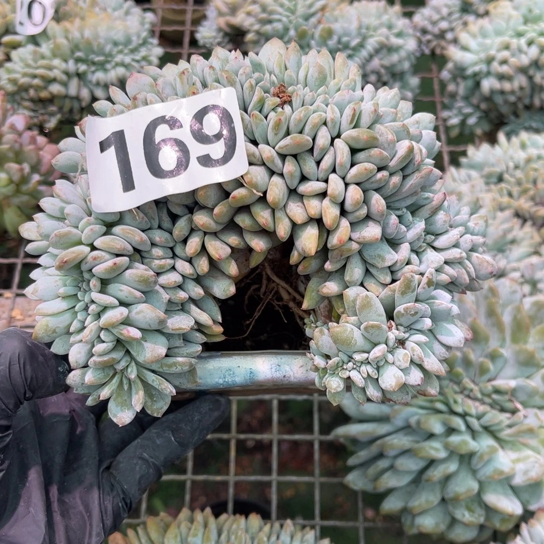 169号148888888888888