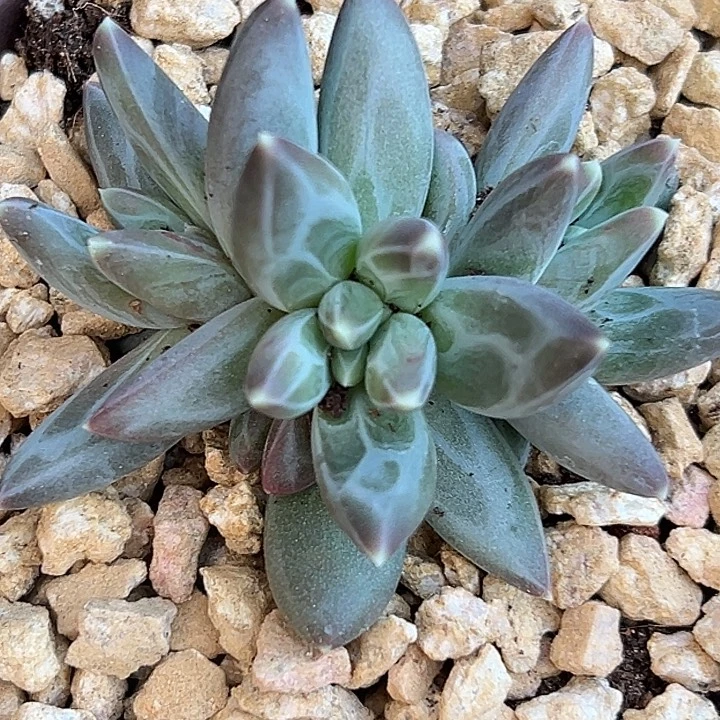 美人特价一物一拍