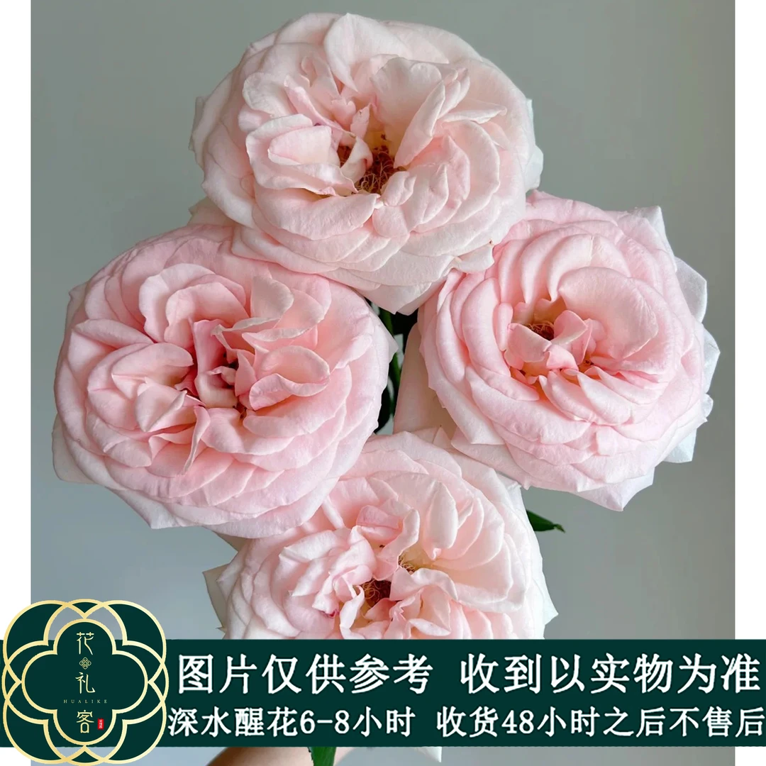 七叶花坊# 【伊莎贝拉】鲜花优选 顺丰直发