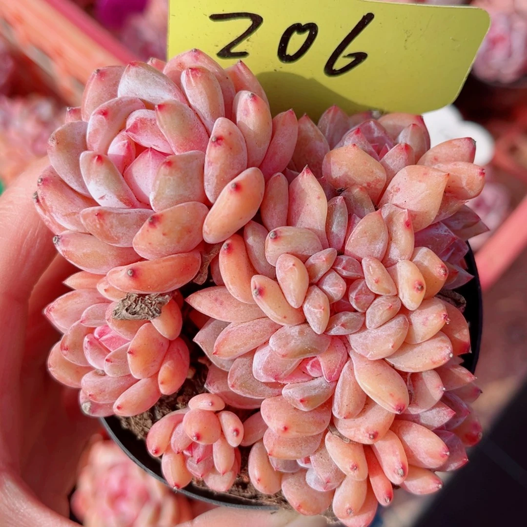 206号小老桩韩橙朵朵缀10头