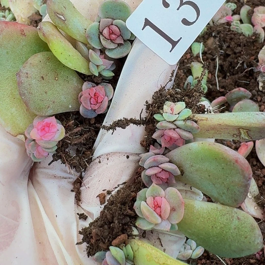 多肉植物多肉植物13