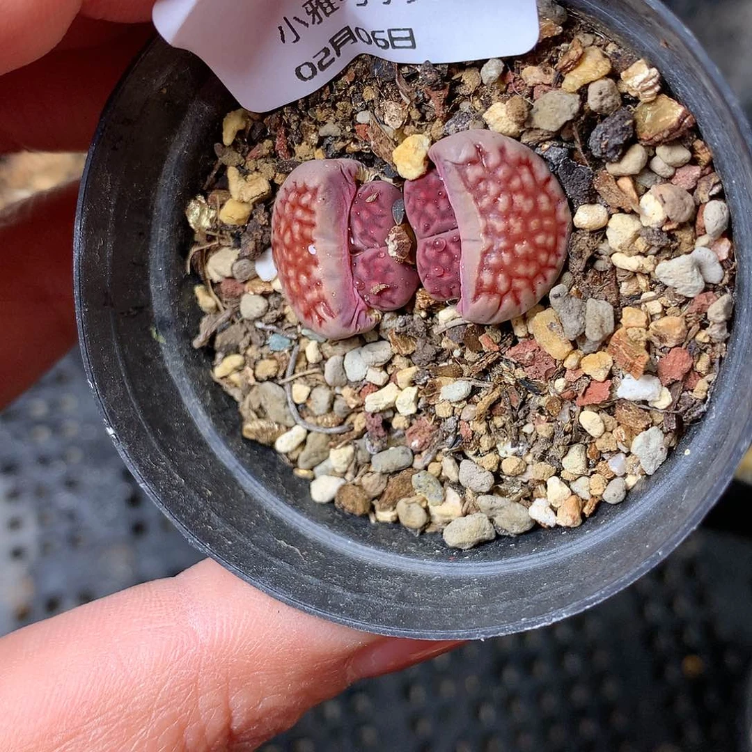 B07多肉植物保护研究所