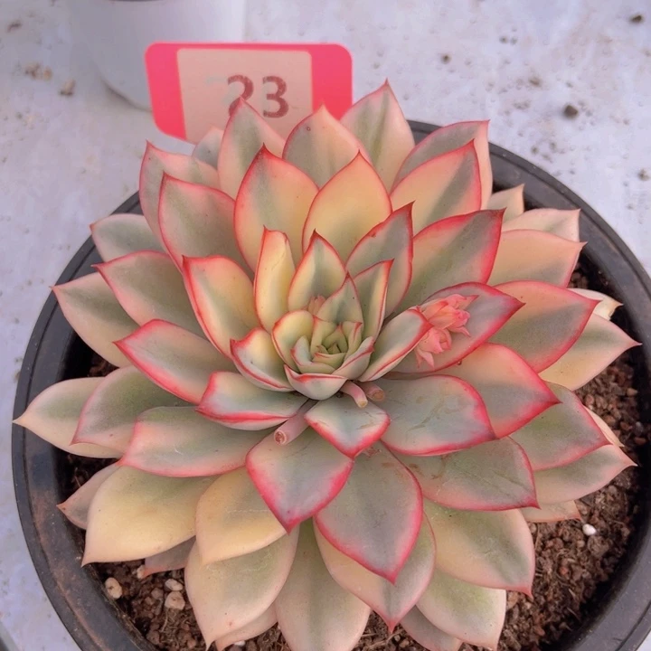 健健康康平平安安