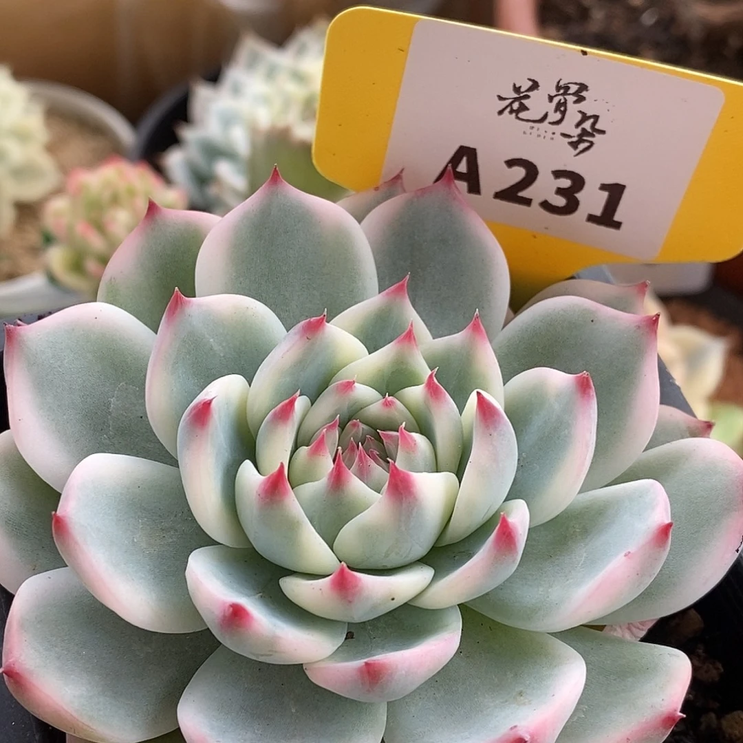 231娃娃哈哈哈哈哈哈