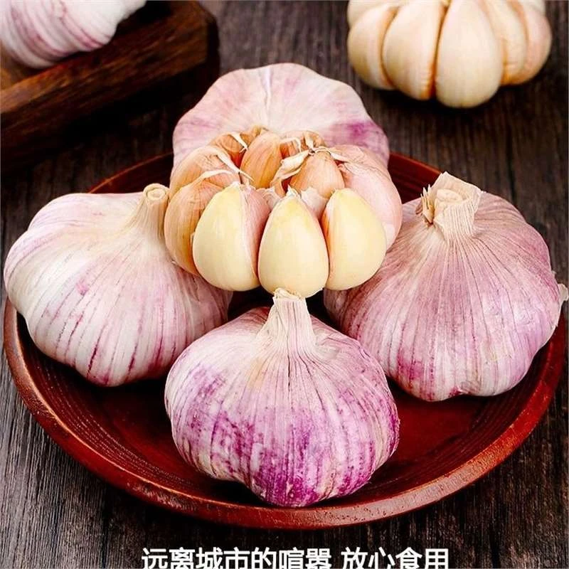 新鲜正宗山东金乡紫皮白皮大头干蒜新蒜蒜批发纯正品质农家大蒜