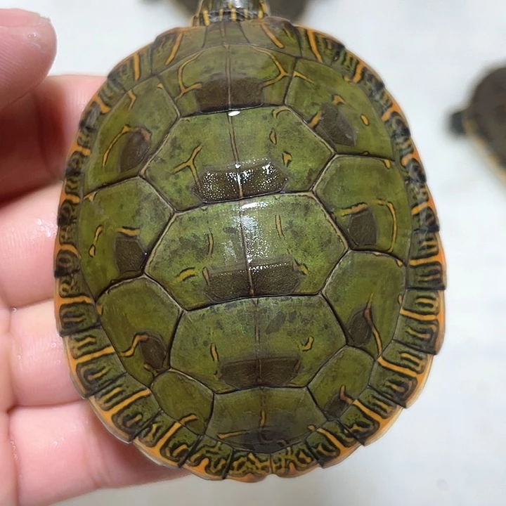 宠物龟母西锦1111111
