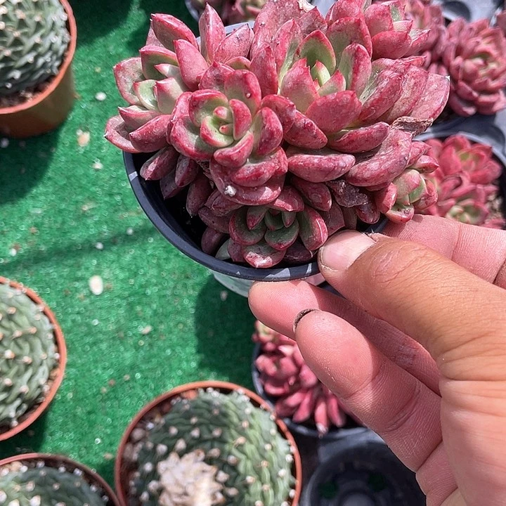 夏洛多肉带盆发货