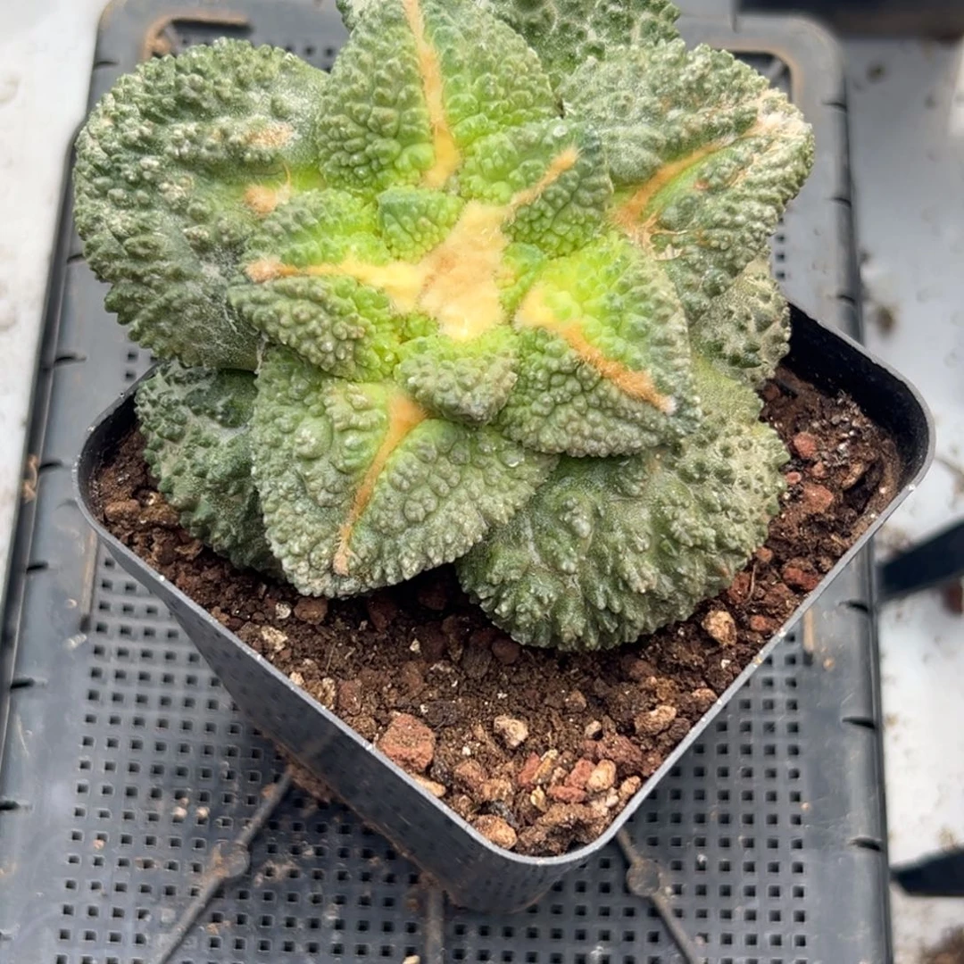 707 仙人球的比赛将