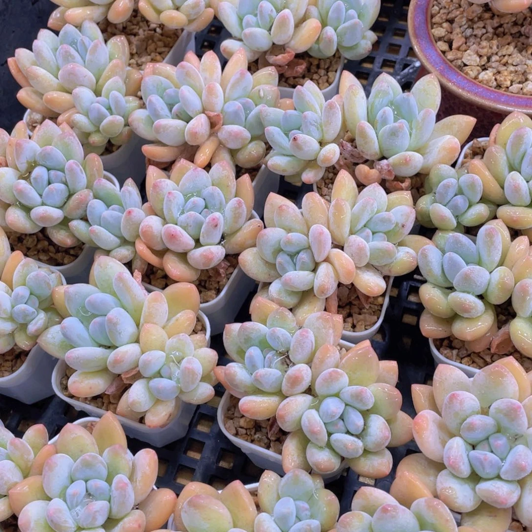 量拍51号 老桩奶油香水双头五个