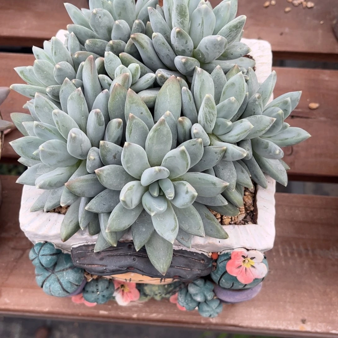 ﻌ***泽小马哥寄养发货，，，