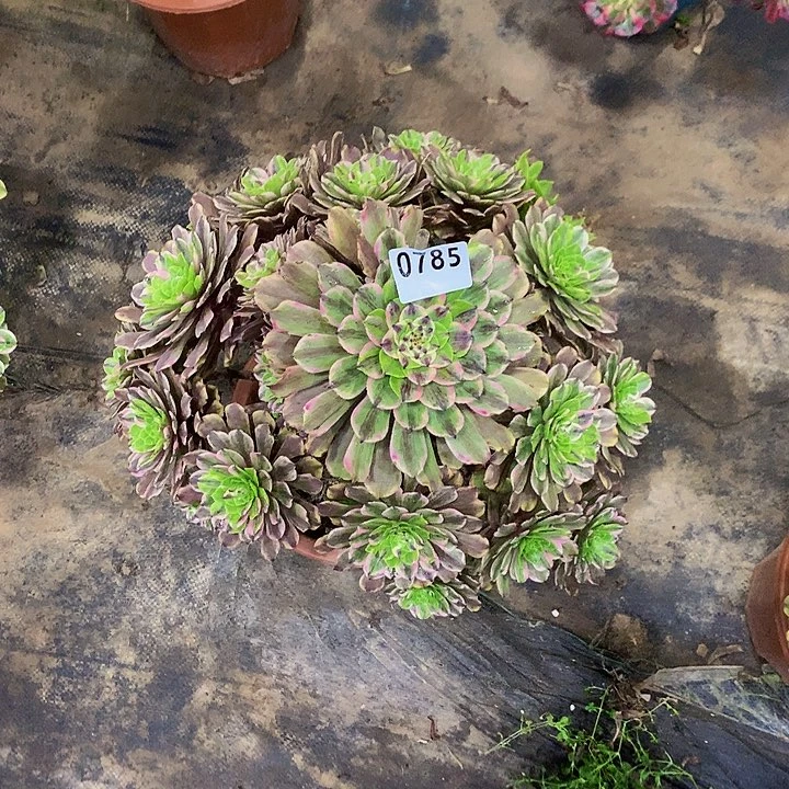 ?*多肉花脸粉黛7850000