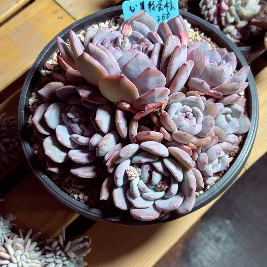 心***糕心美特蛋糕石榴籽多肉