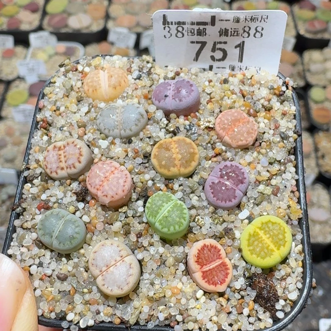 Ssss清仓价便宜出751