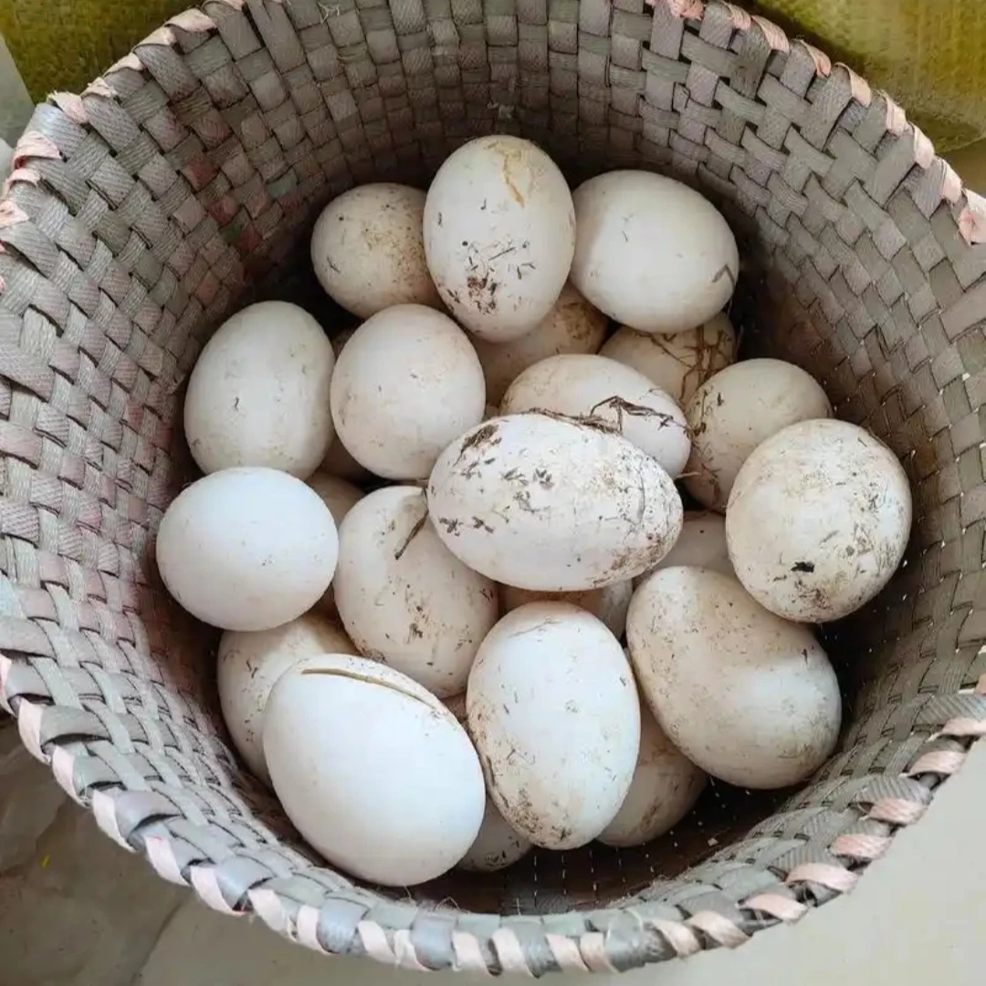 东北农村散养笨鹅蛋24枚包邮