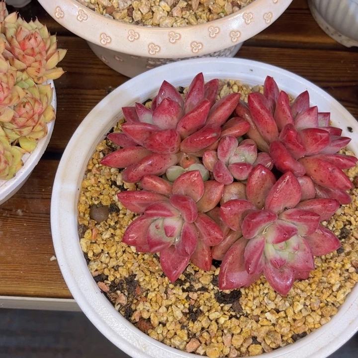 小***）一物一拍，鹤飞斯托。