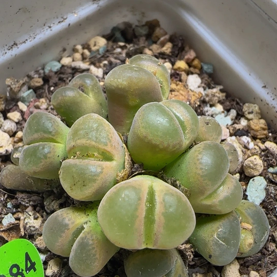 12头漂亮多肉植物884