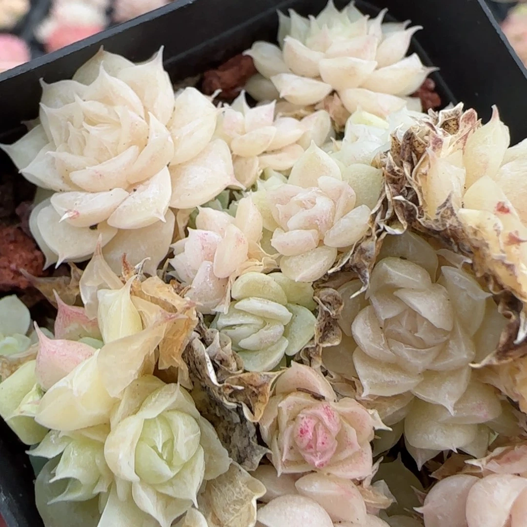 花语逸镜0205-10散