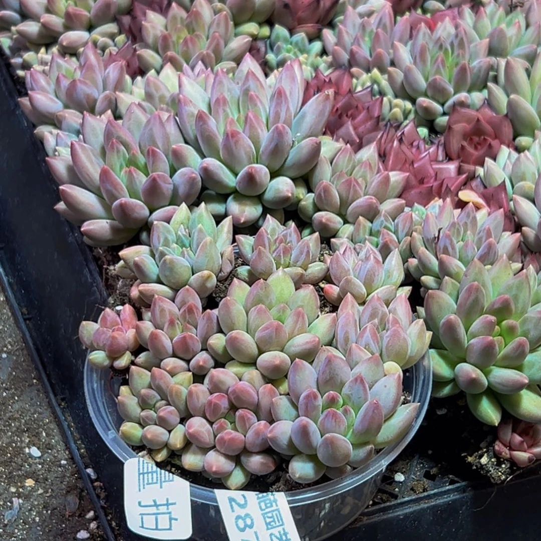 287多肉量拍一盒保底10颗