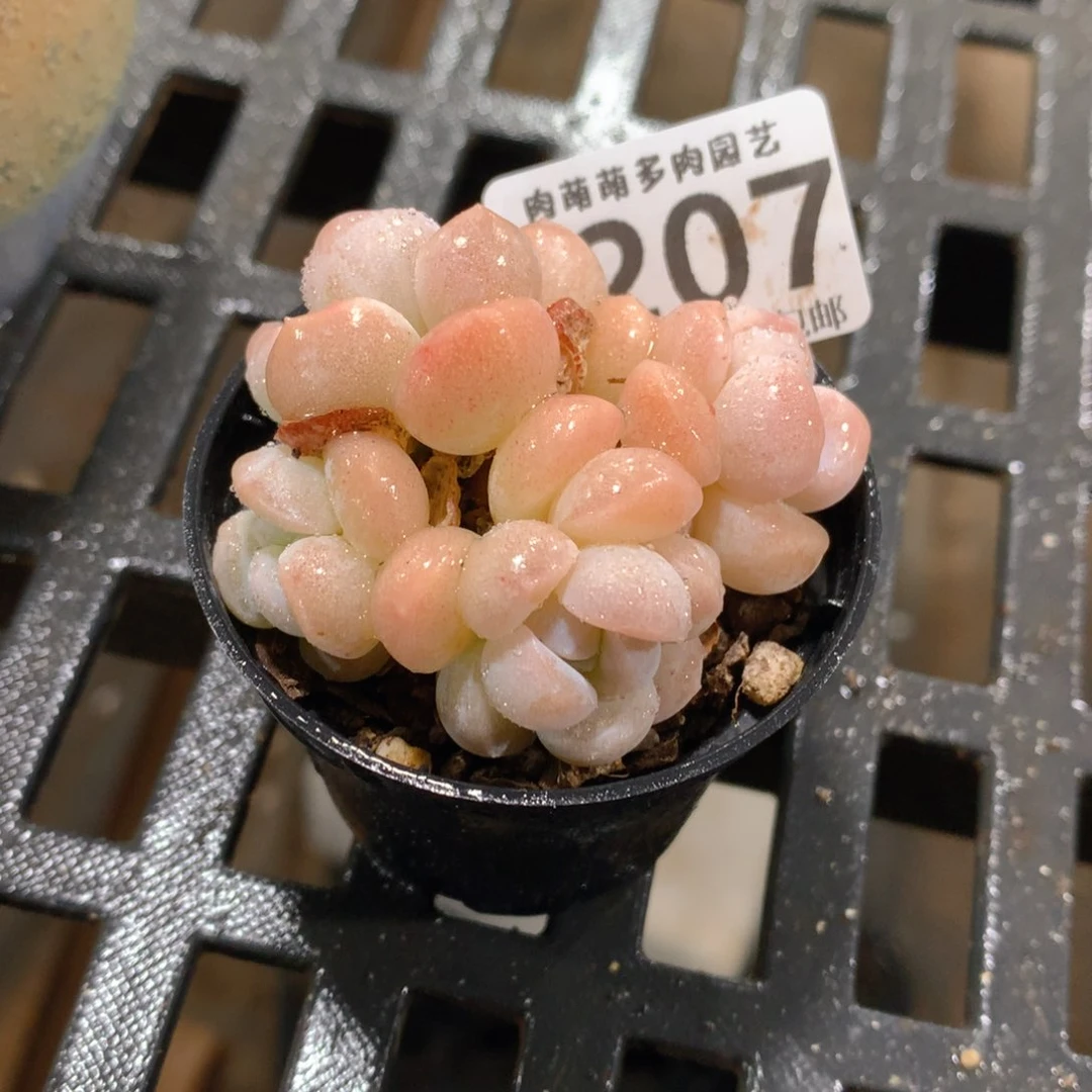 肉萌萌拇指盆精控多肉ZF207