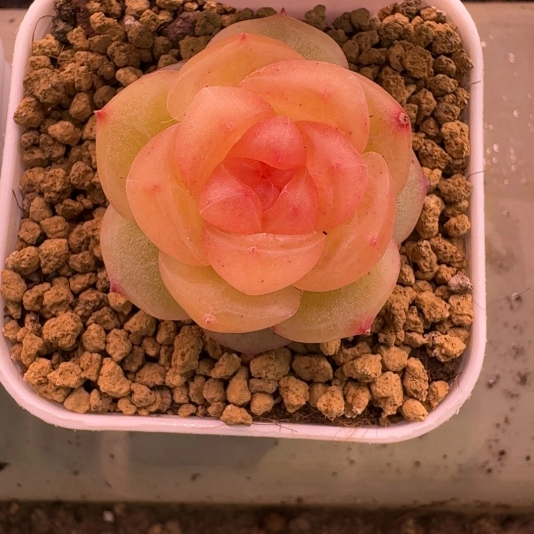 红陶0211-08-追月