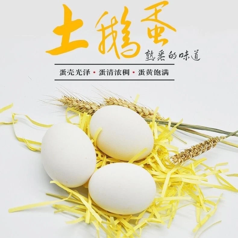 白洋淀正宗土鹅蛋现采大鹅蛋